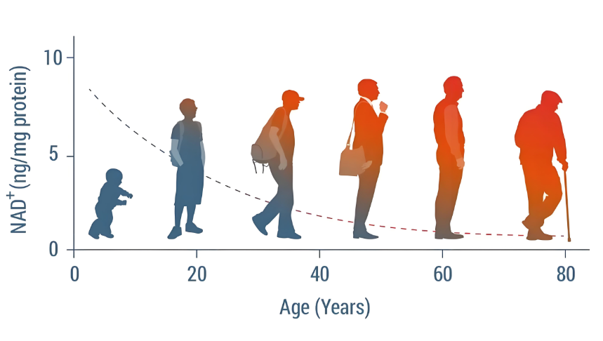 男性老化從什麼年紀開始?
