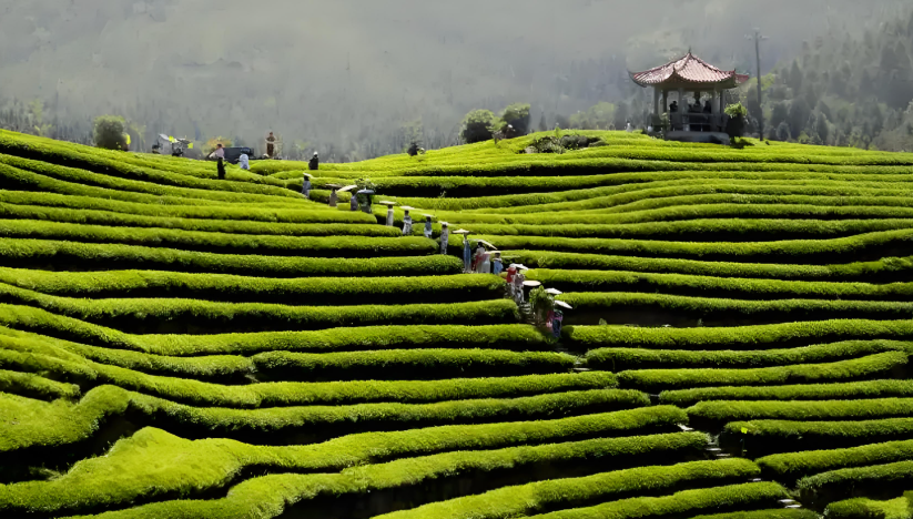 L-茶氨酸是什麼