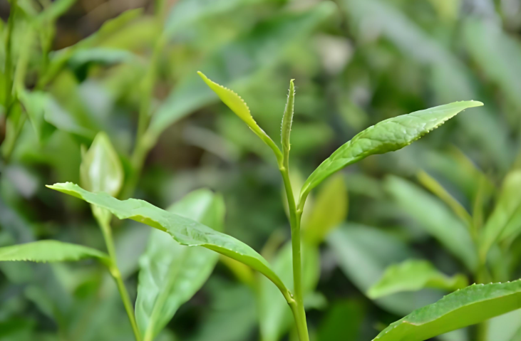 L-茶氨酸對大腦的作用