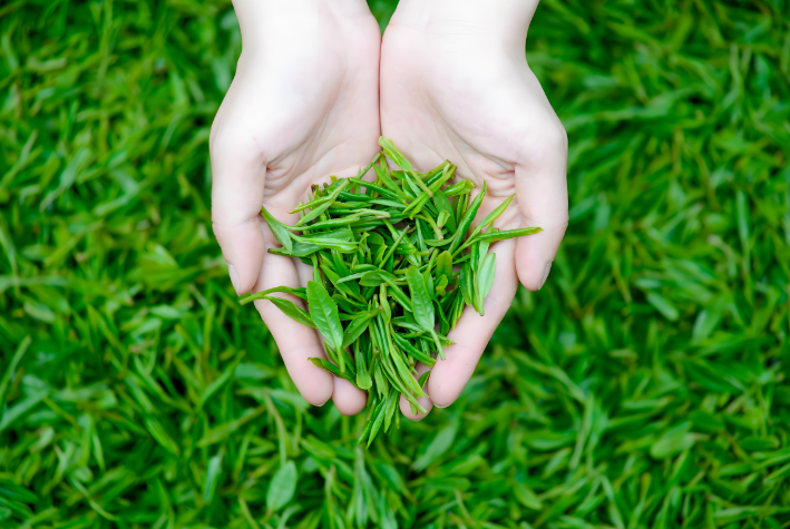 茶氨酸和L-茶氨酸的區別