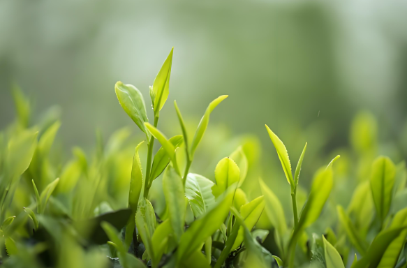 茶葉萃取物-L-茶氨酸的秘密