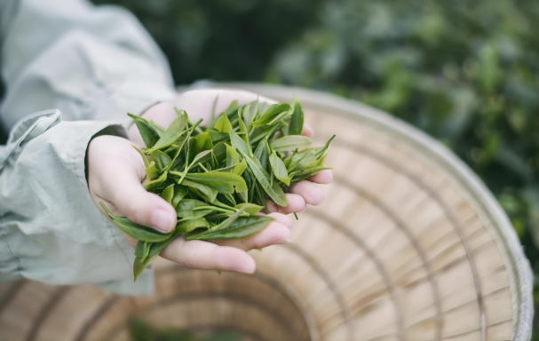 茶胺酸與咖啡因可以同時服用嗎