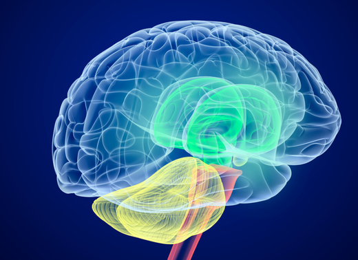 吃腦補腦,真的有科學根據嗎?