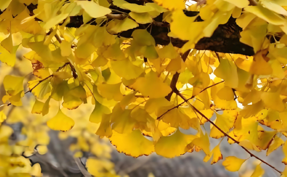 銀杏葉具有益智成分嗎?