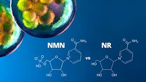 [NMN21000] NMN 如何延緩衰老？